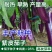 粤茄红紫龙长茄种子早熟高产抗病紫红长茄大田用种紫红茄子种