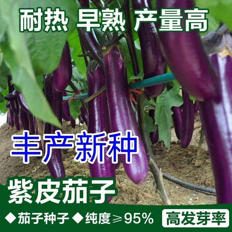 粤茄红紫龙长茄种子早熟高产抗病紫红长茄大田用种紫红茄子种