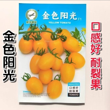高产番茄种子金色阳光番茄无限生长椭圆形黄色小番茄种子