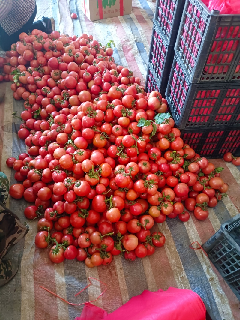 山东省临沂市费县暖棚硬粉西红柿大量现货，下单有优惠品质好