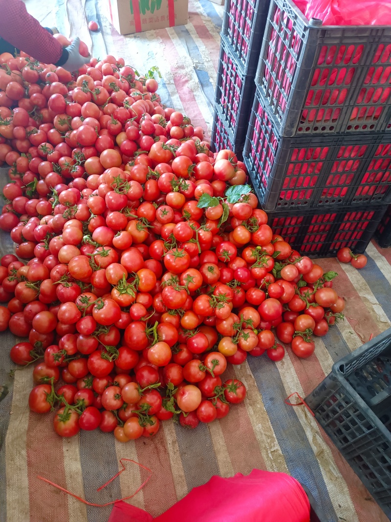 山东省临沂市费县暖棚硬粉西红柿大量现货，下单有优惠品质好