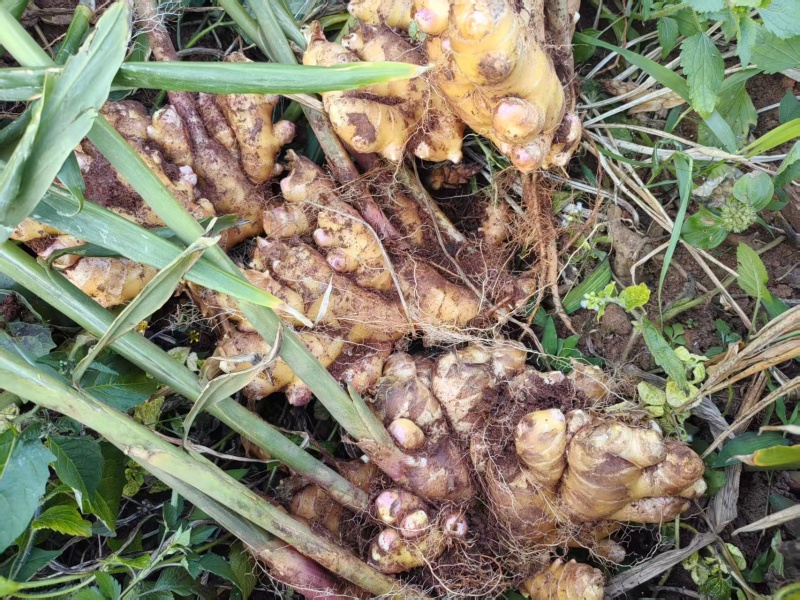 湖南2号青苗姜，价格美丽，保质保量，欢迎随时联系看货