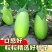 绿罐茄子种绿宝206绿茄种籽绿皮绿肉灯泡牛心茄子种
