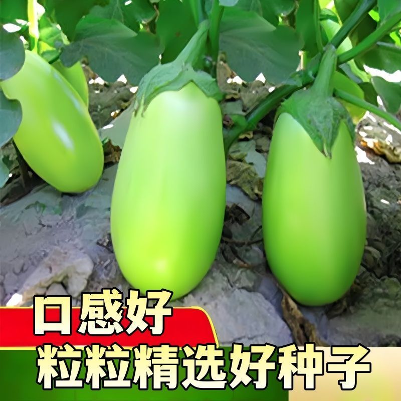 绿罐茄子种绿宝206绿茄种籽绿皮绿肉灯泡牛心茄子种