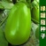 绿罐茄子种绿宝206绿茄种籽绿皮绿肉灯泡牛心茄子种