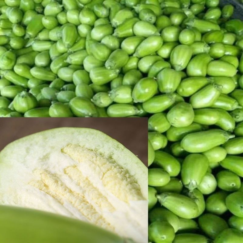 绿罐茄子种绿宝206绿茄种籽绿皮绿肉灯泡牛心茄子种