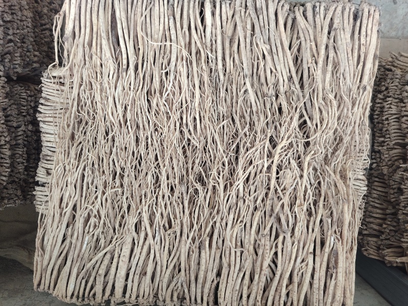 甘肃白条党参