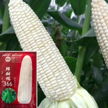 白甜糯玉米种子中苗鲜甜糯366玉米种甜加糯玉米种子基地用