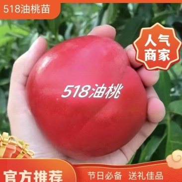 果园直发桃树苗特早熟518油桃苗嫁接成品苗保真品种成活率