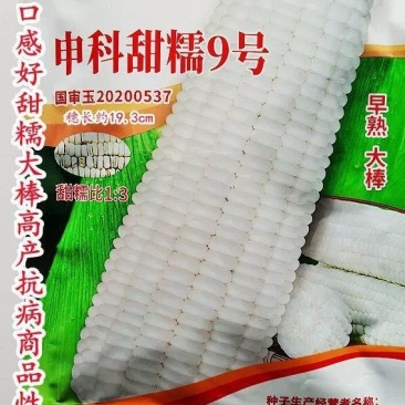甜糯玉米种子申科甜糯9号白甜糯玉米种子口感好甜糯大棒子