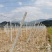 葡萄水泥柱，葡萄园棚架水泥立柱、水泥桩、水泥杆，厂家直销