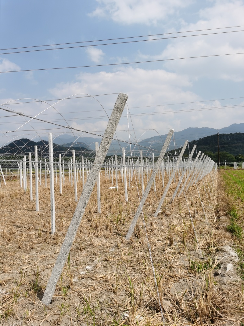 葡萄水泥柱，葡萄园棚架水泥立柱、水泥桩、水泥杆，厂家直销