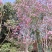 玉兰花枝条