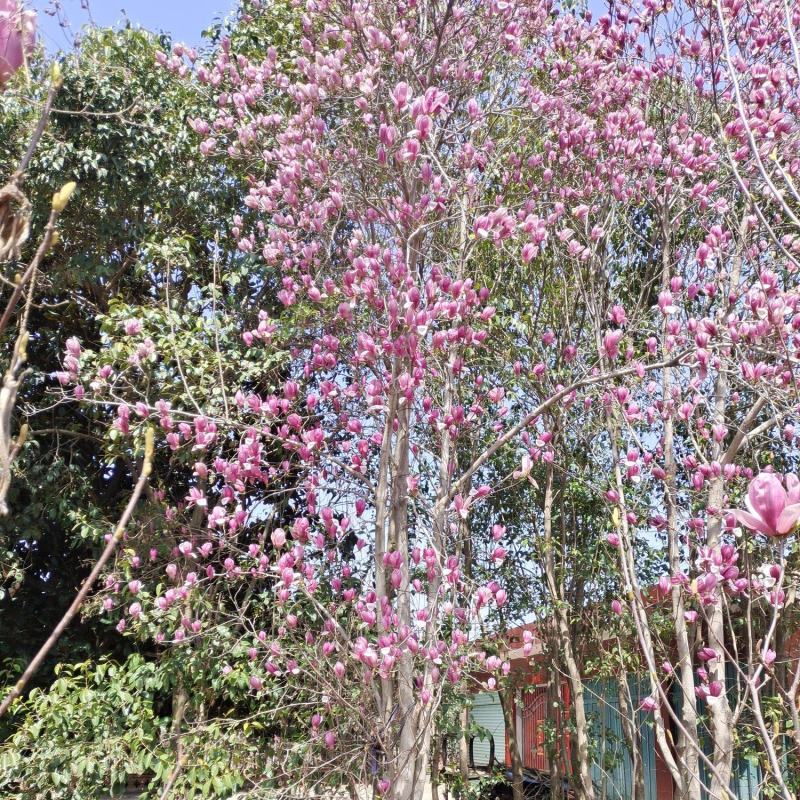 玉兰花枝条