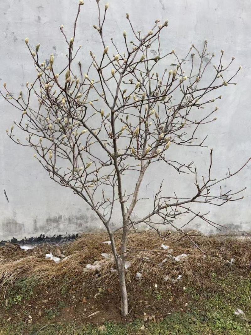 玉兰花枝条