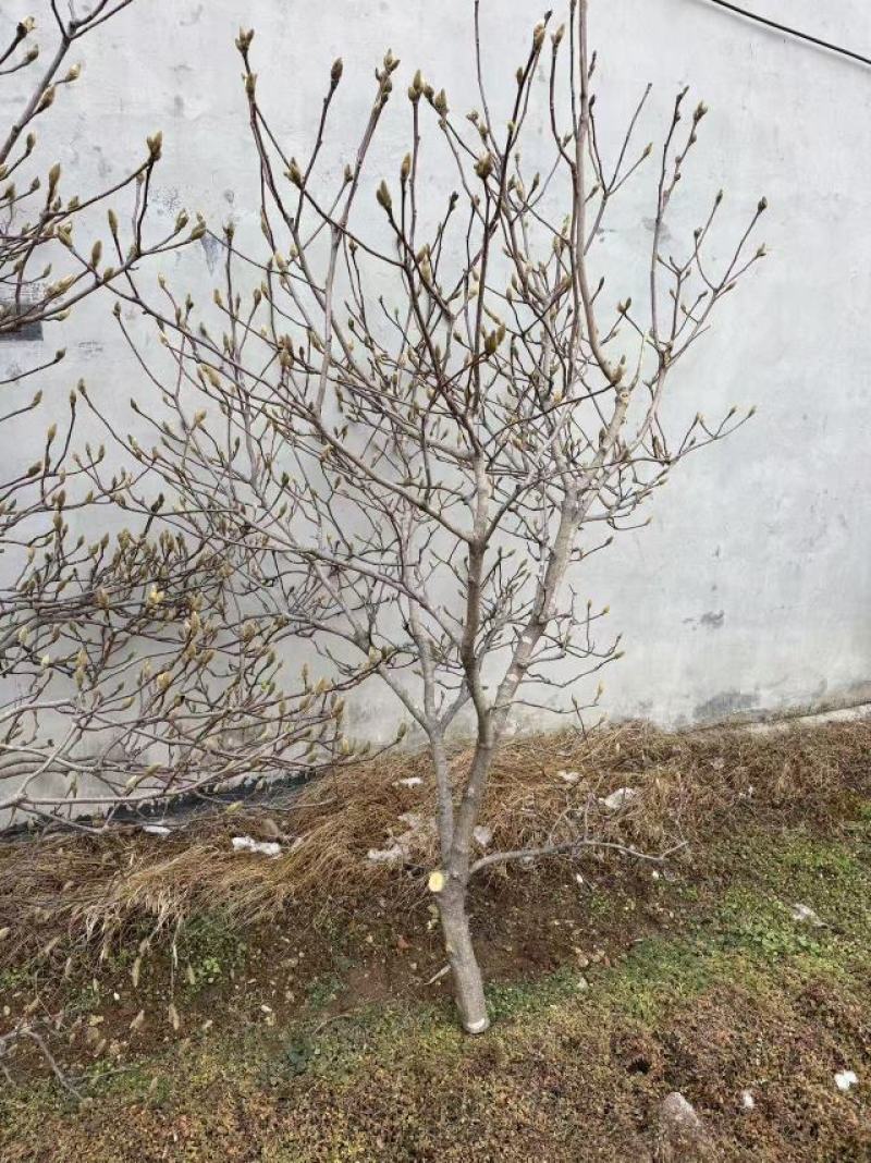 玉兰花枝条