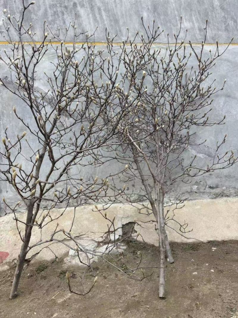 玉兰花枝条