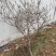 玉兰花枝条