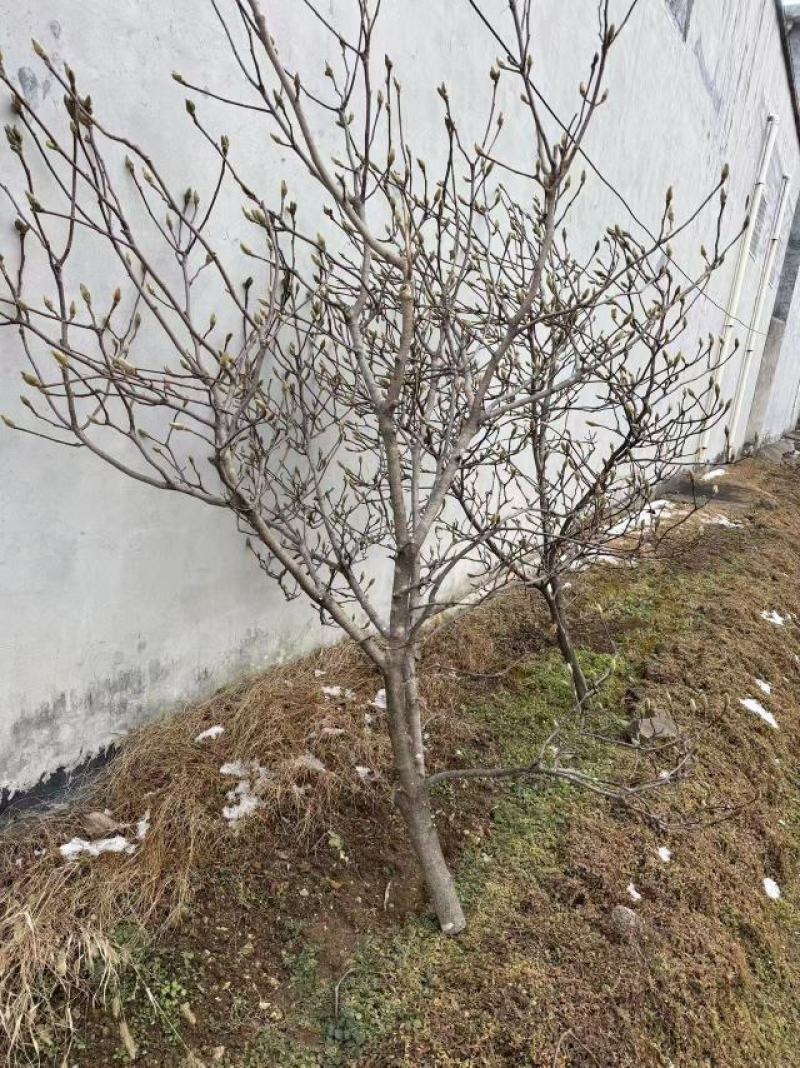 玉兰花枝条