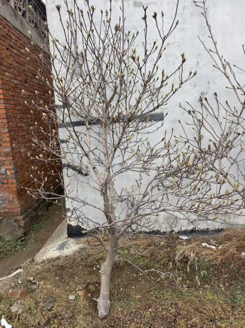 玉兰花枝条