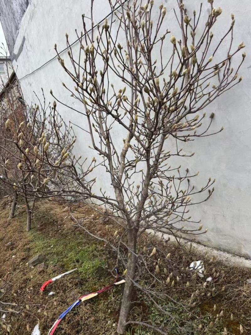 玉兰花枝条