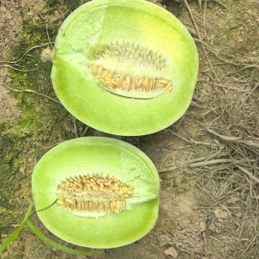玉菇