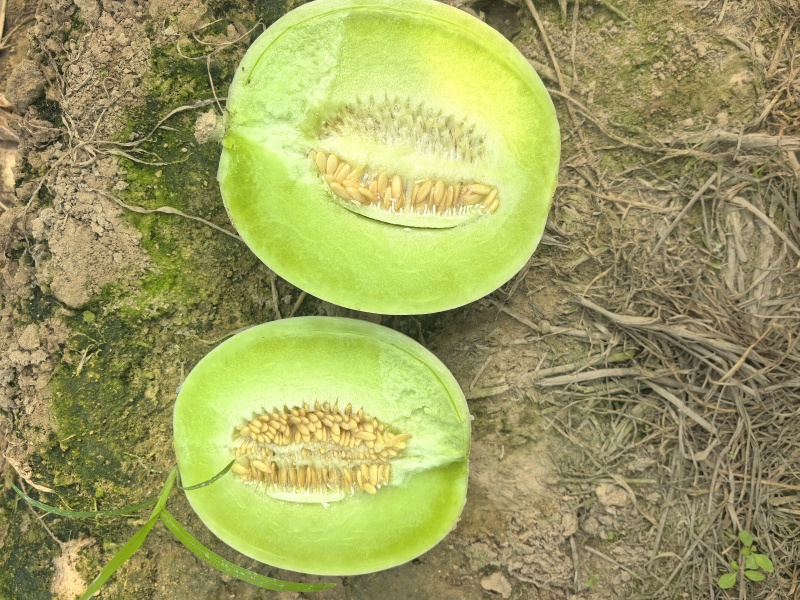 玉菇