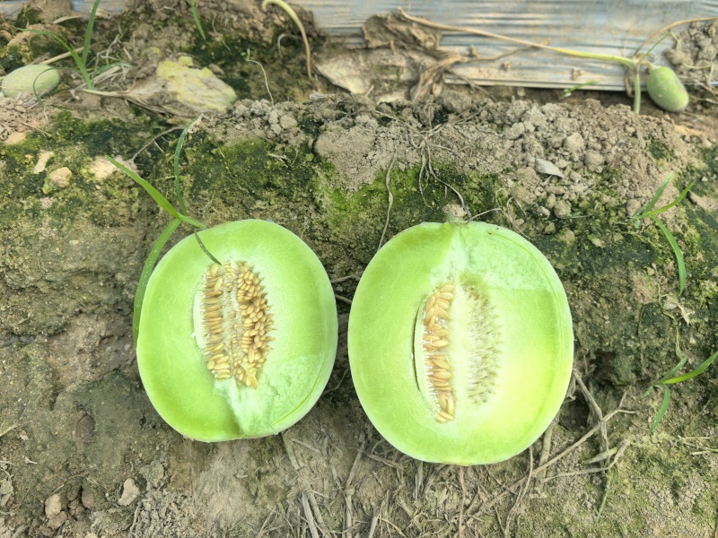 玉菇