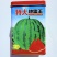西瓜种子特大地雷王早中熟西瓜品种抗病抗裂耐重茬大红瓤种