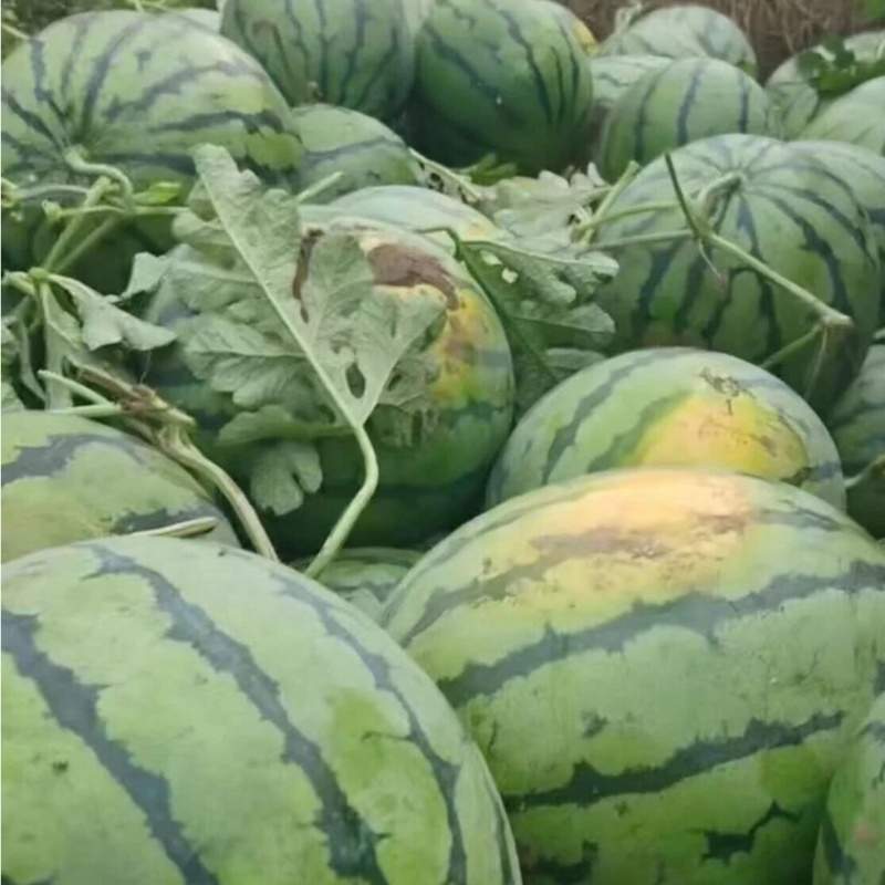 西瓜种子特大地雷王早中熟西瓜品种抗病抗裂耐重茬大红瓤种