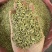 【包邮】甘肃新货小茴香炖肉卤肉炒菜火锅撒料调味料