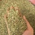 【包邮】甘肃新货小茴香炖肉卤肉炒菜火锅撒料调味料