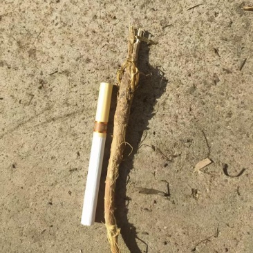预售山西独根直条北柴胡