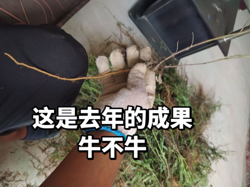 预售山西独根直条北柴胡