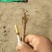 预售山西独根直条北柴胡
