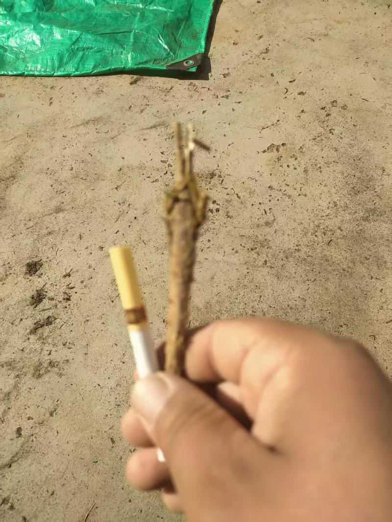 预售山西独根直条北柴胡