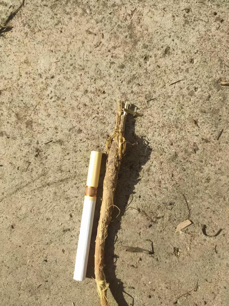 预售山西独根直条北柴胡