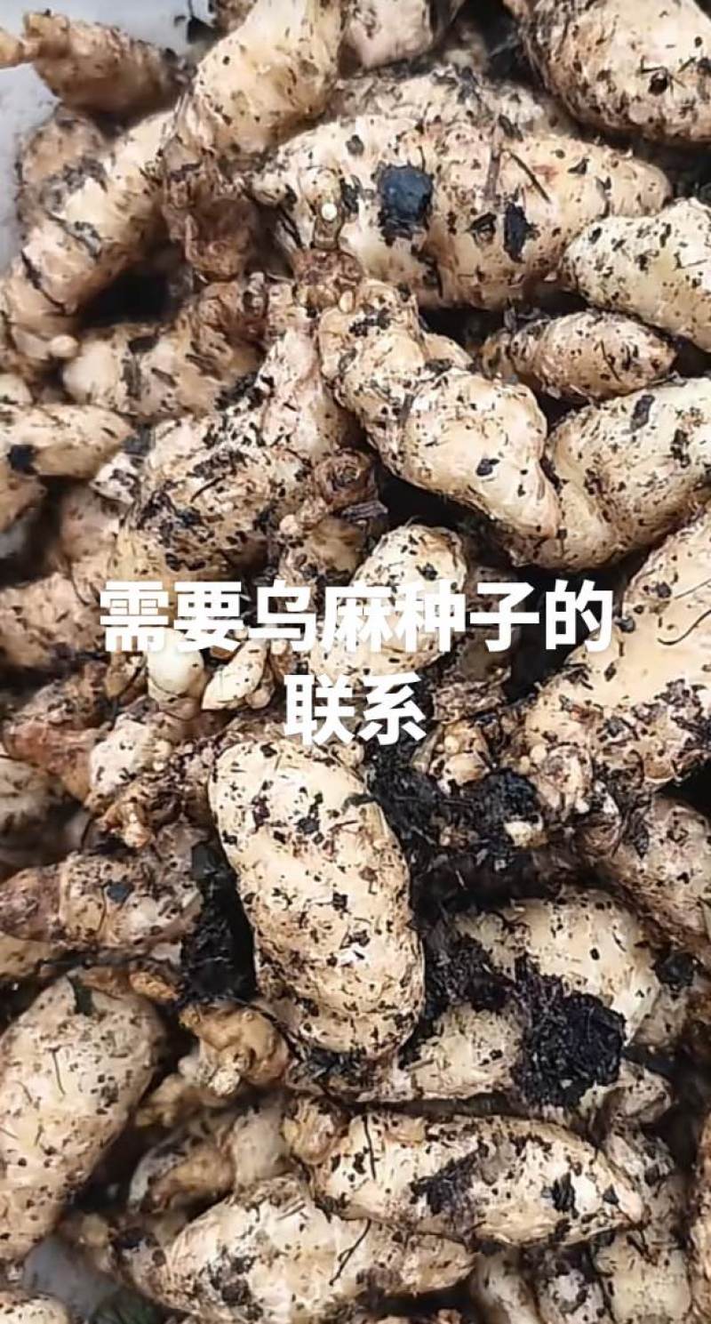 乌麻0代种子，红麻0代种子