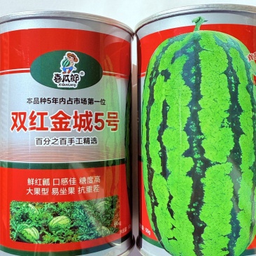双红金城5号西瓜种子中熟皮薄大红瓤椭圆形大果西瓜种籽