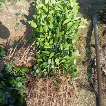 油茶裸根苗，长林系油茶苗，造林苗，绿化苗自产自销，价格优