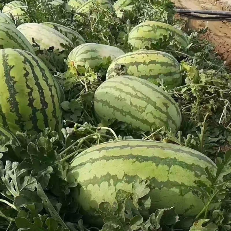 双红金城5号西瓜种子中熟皮薄大红瓤椭圆形大果西瓜种籽