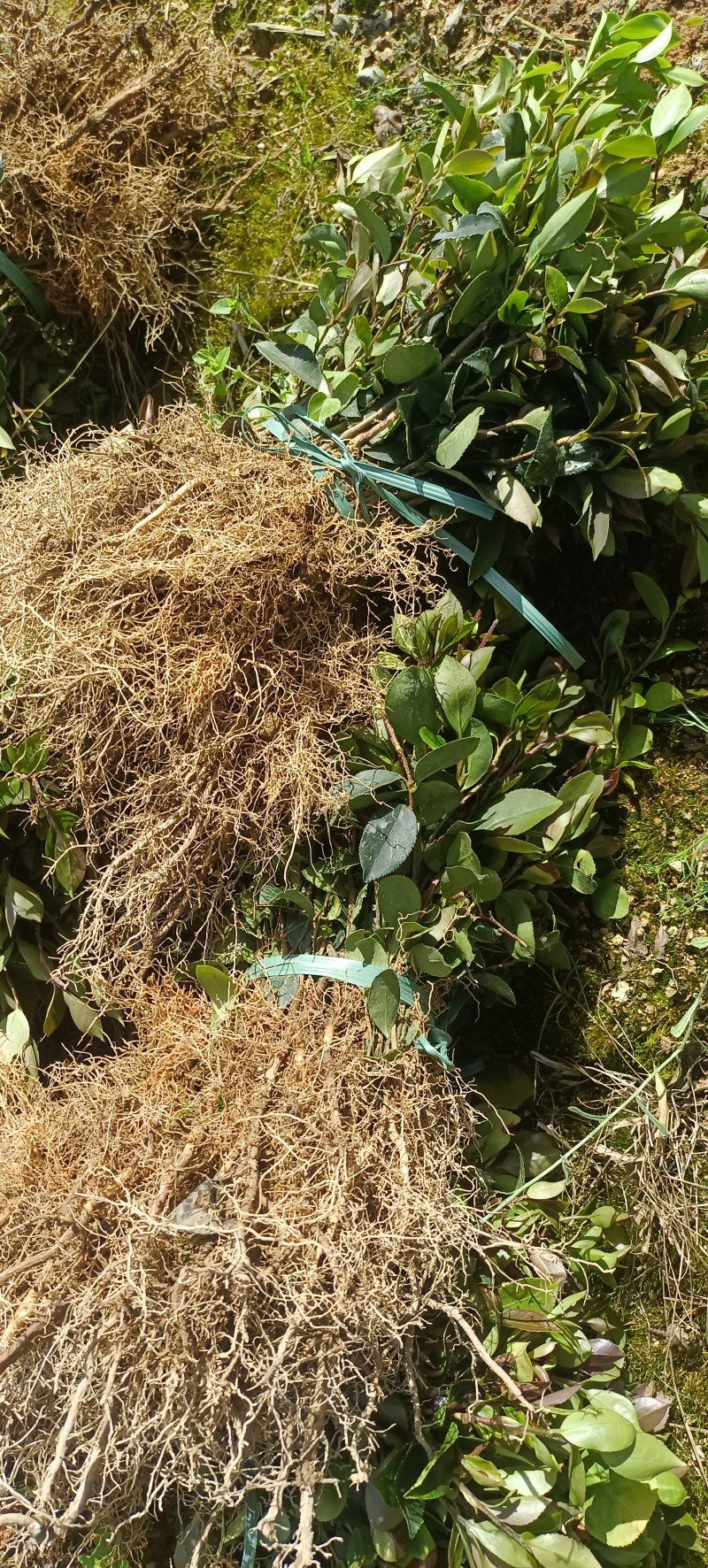 油茶裸根苗，长林系油茶苗，造林苗，绿化苗自产自销，价格优