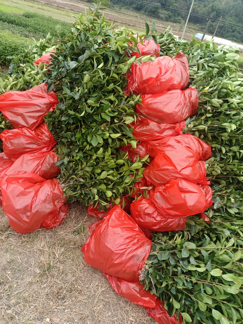 油茶裸根苗，长林系油茶苗，造林苗，绿化苗自产自销，价格优