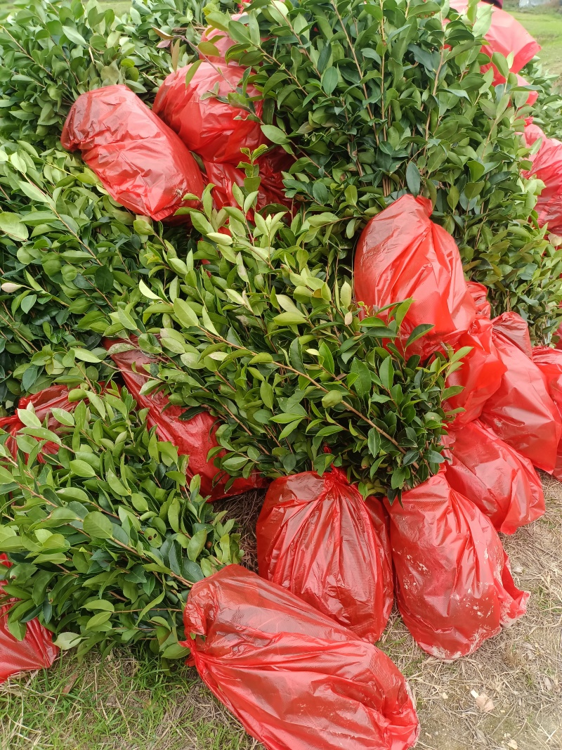 油茶裸根苗，长林系油茶苗，造林苗，绿化苗自产自销，价格优