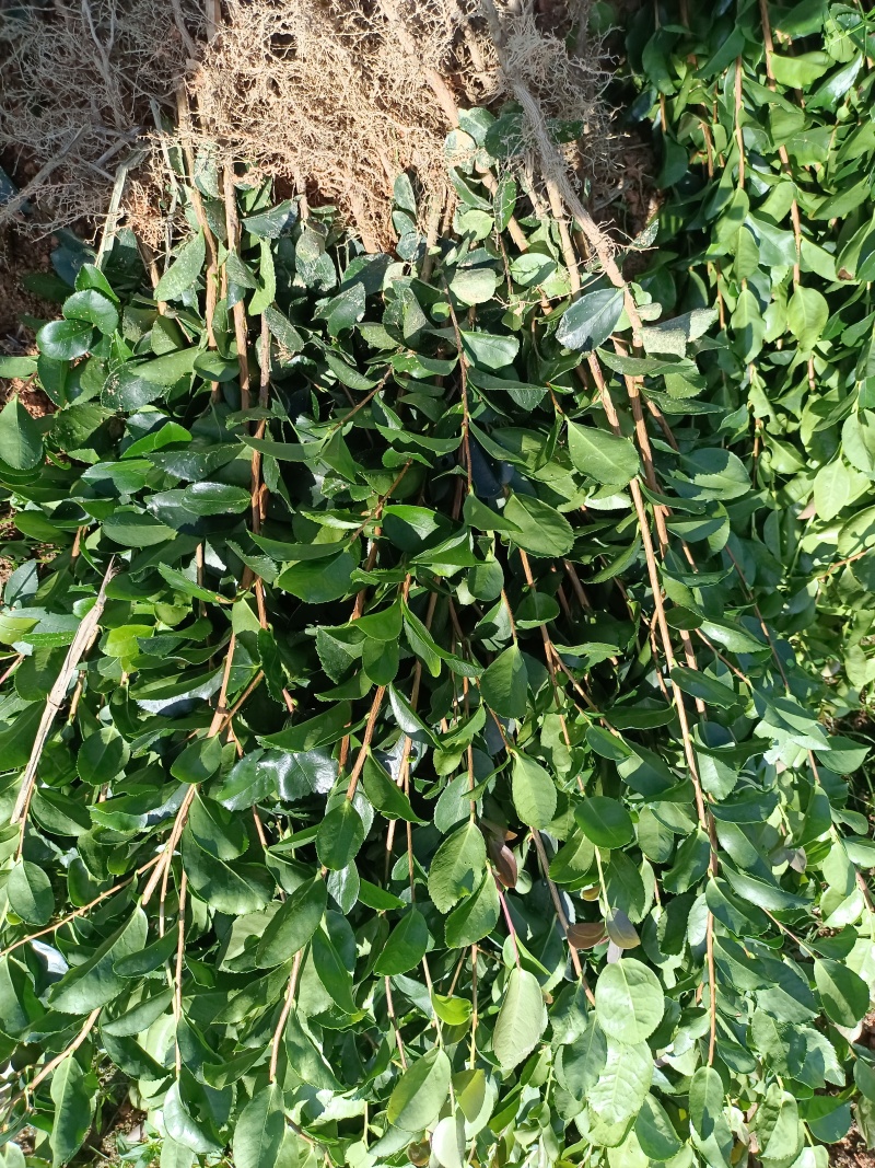 油茶裸根苗，长林系油茶苗，造林苗，绿化苗自产自销，价格优