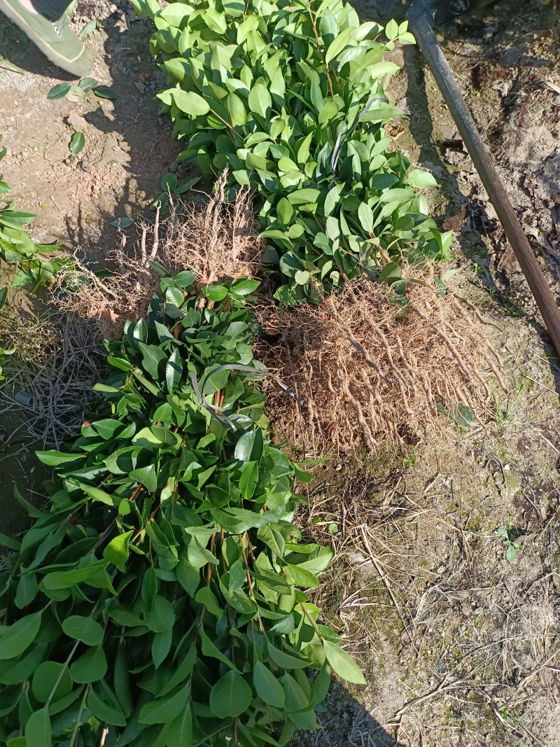 油茶裸根苗，长林系油茶苗，造林苗，绿化苗自产自销，价格优