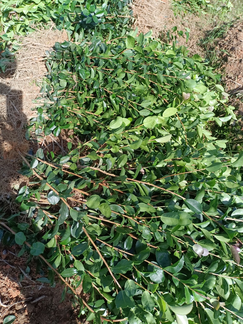 油茶裸根苗，长林系油茶苗，造林苗，绿化苗自产自销，价格优