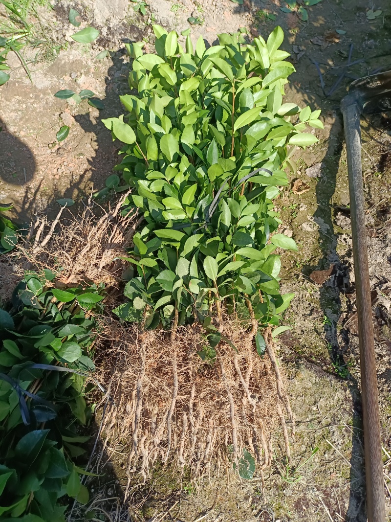 油茶裸根苗，长林系油茶苗，造林苗，绿化苗自产自销，价格优