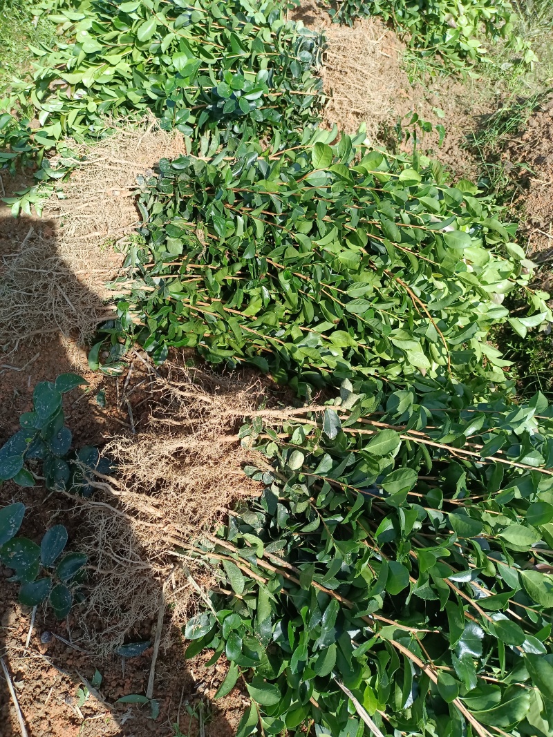 油茶裸根苗，长林系油茶苗，造林苗，绿化苗自产自销，价格优