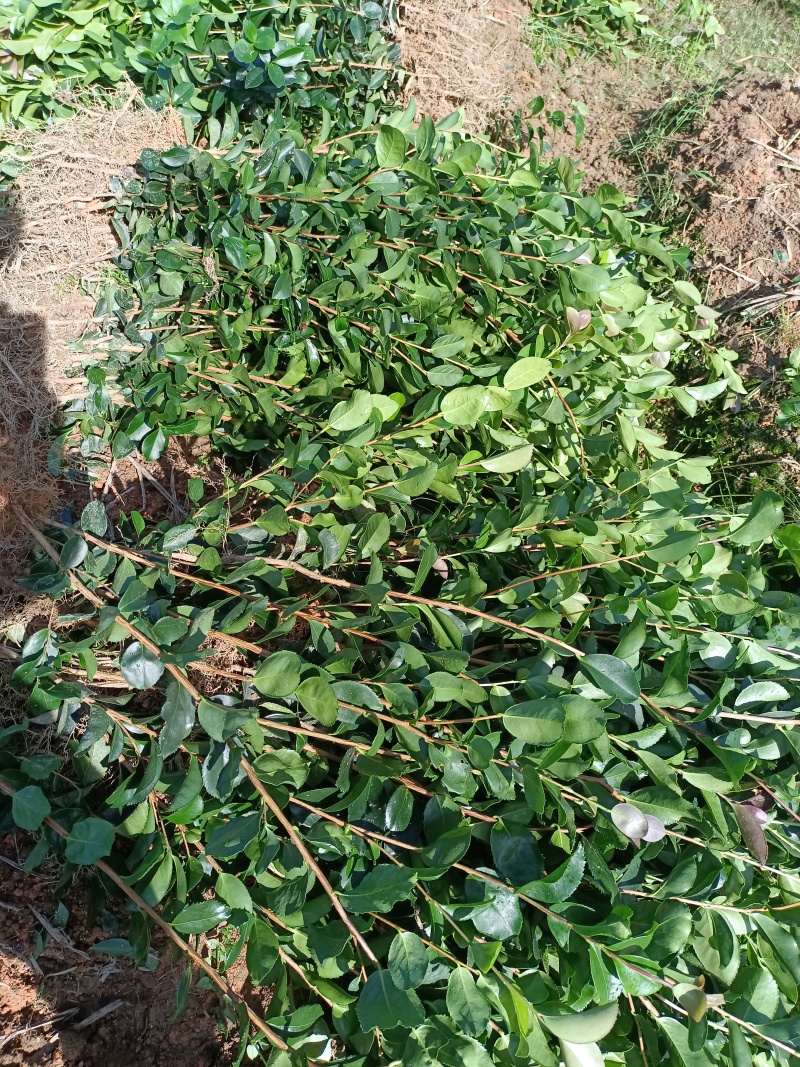 油茶裸根苗，长林系油茶苗，造林苗，绿化苗自产自销，价格优